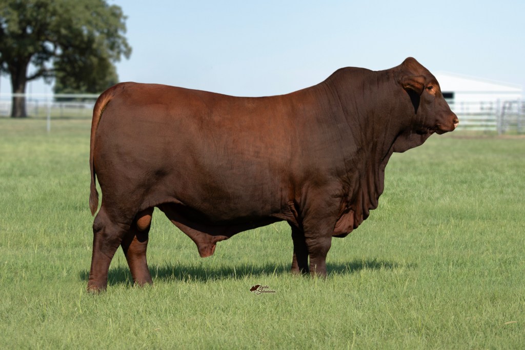 Herd Sire